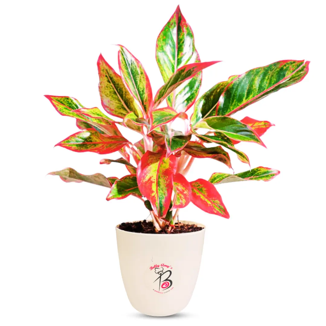Red Plant for Indoor