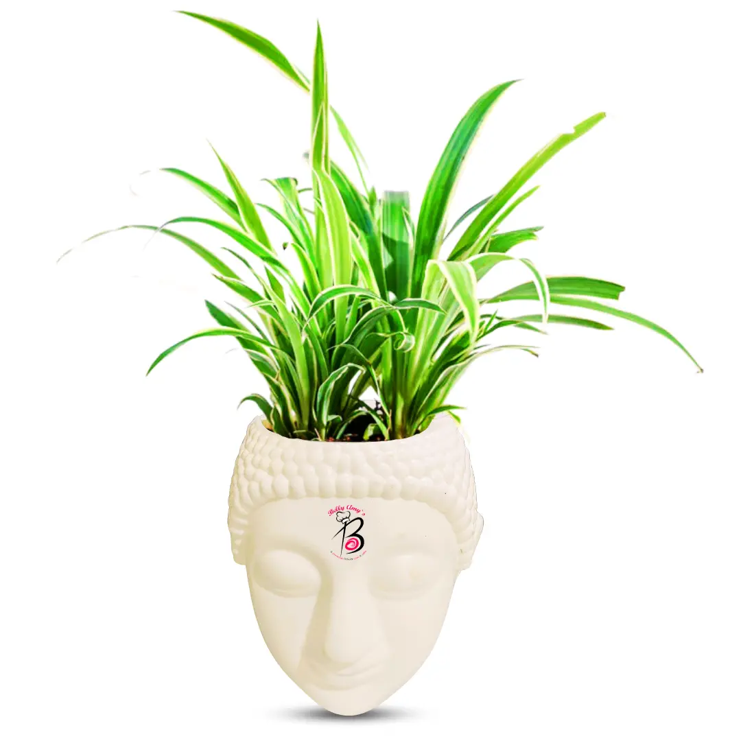 Chlorophytum Spider Plant with Buddha Pot