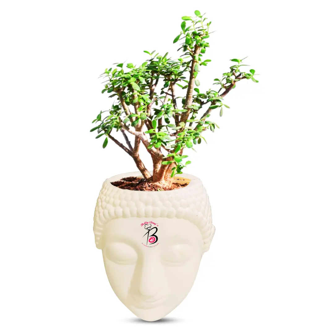 Mini Jade Plant with Buddha Pot