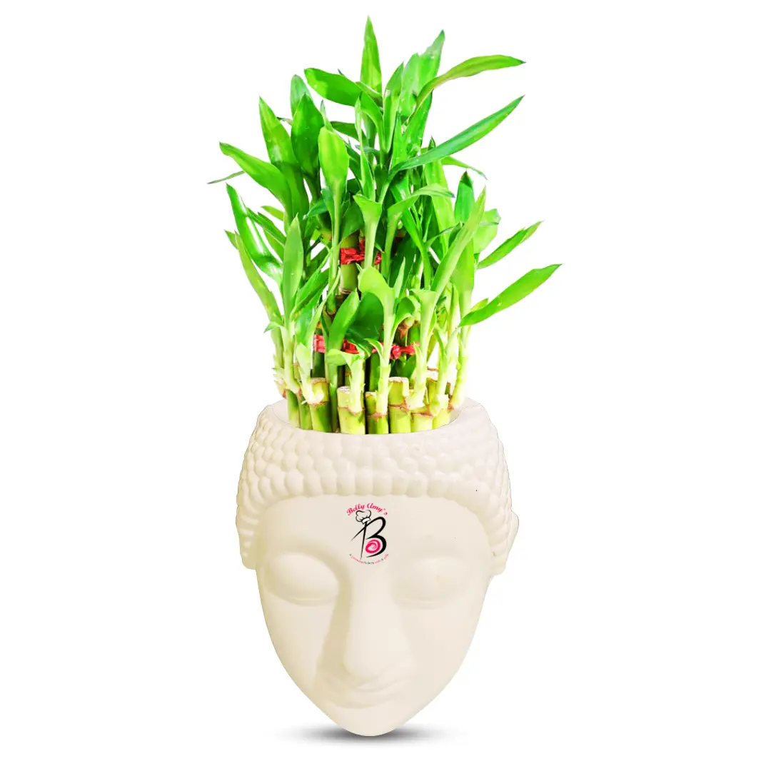 Lucky Bamboo Plant with Buddha Pot