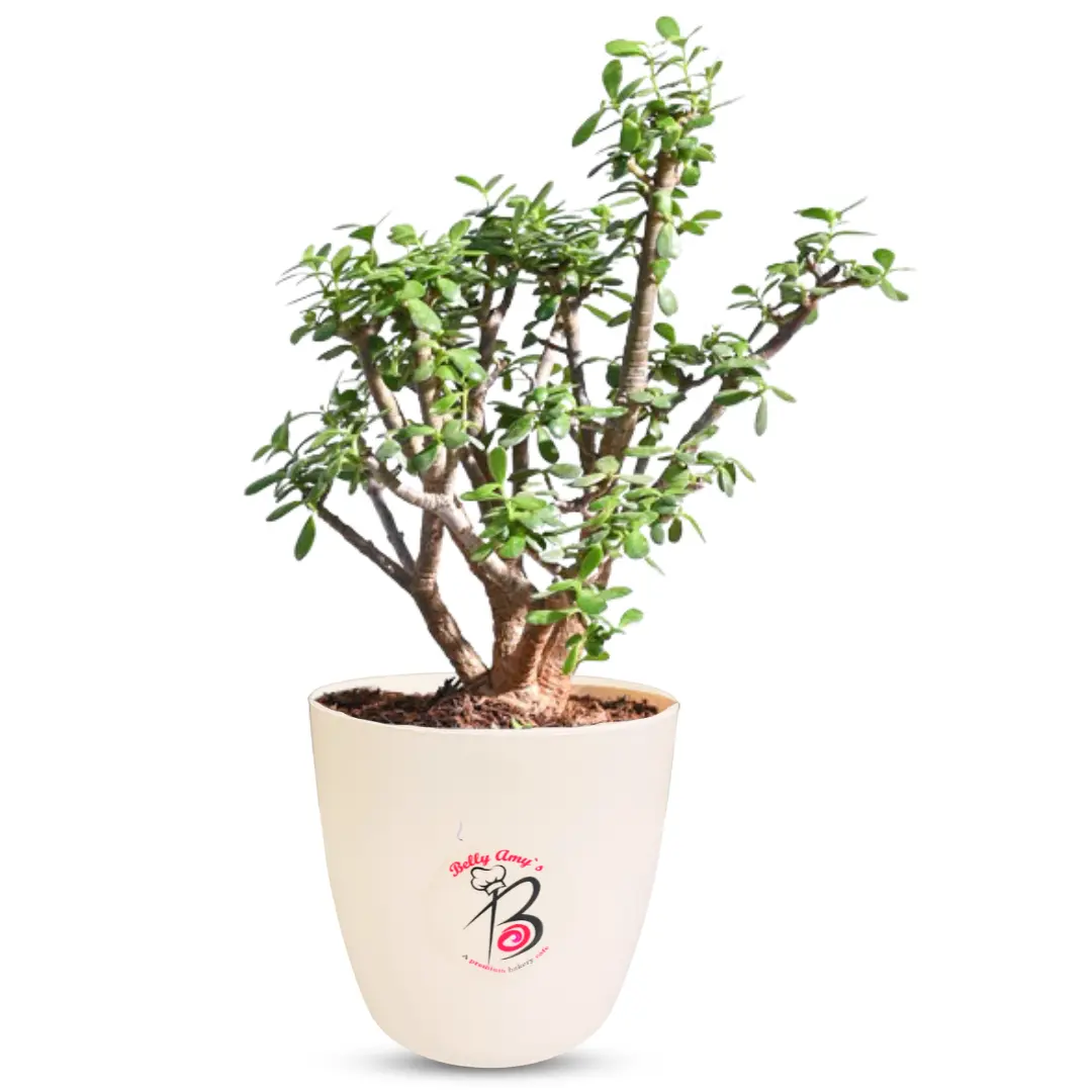 Mini Jade Plant for Indoor