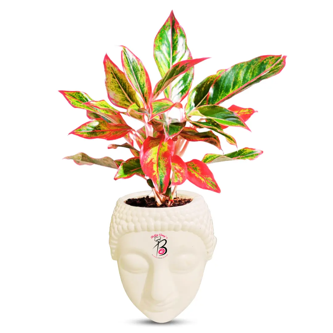 Red Plant with Buddha Pot