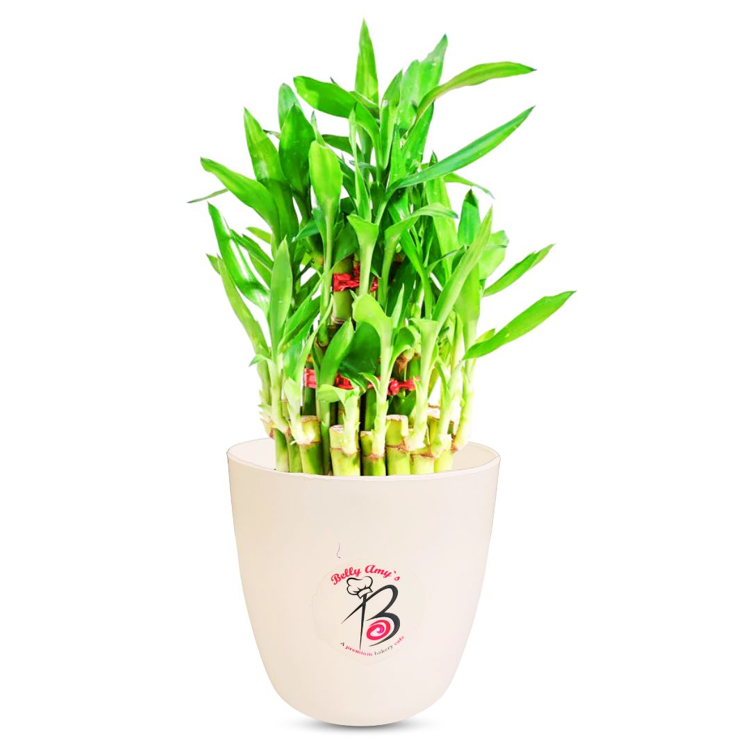 Lucky Bamboo Plant for Indoor