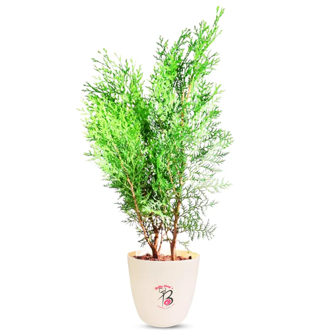 Thuja Plant for Outdoor