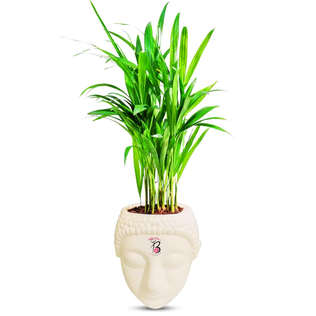 Areca Palm Plant with Buddha Pot